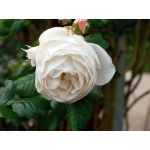 Uetersener Klosterrose Ютерзейн Клостерроуз